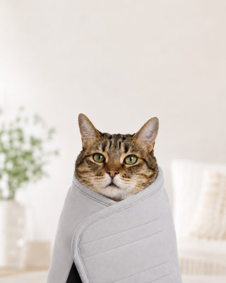 Calm cat in the Movaro wrap